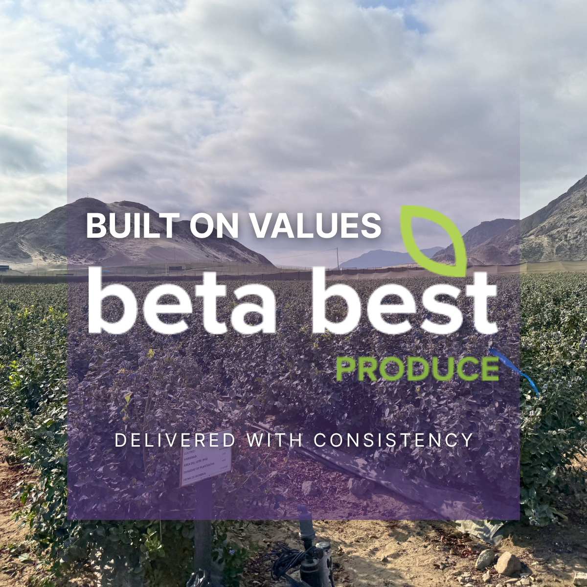 Beta Best - Build on Values