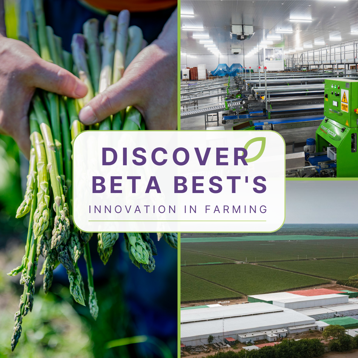 🌱 Innovative Farming at Beta Best